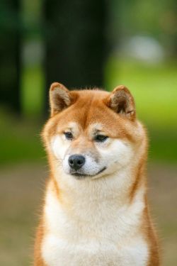 picture of dog