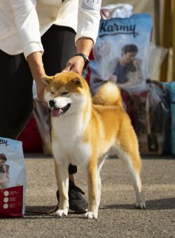 picture of dog
