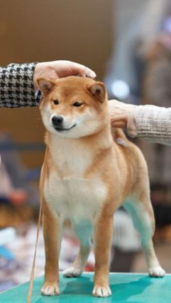 picture of dog