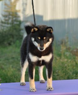 picture of dog