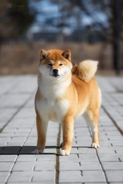 picture of dog