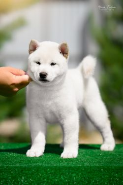 picture of dog