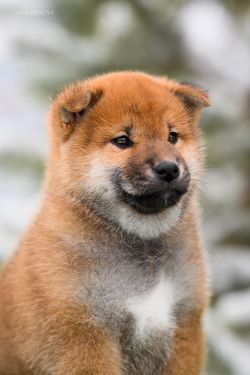 picture of dog