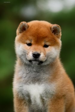 picture of dog