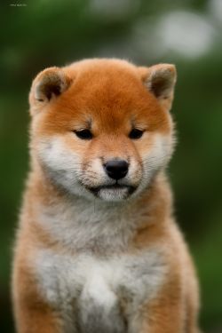 picture of dog