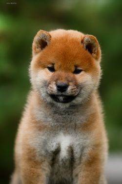 picture of dog
