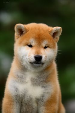 picture of dog