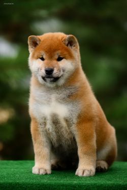 picture of dog