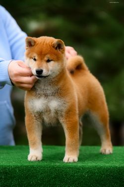 picture of dog