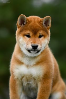 picture of dog