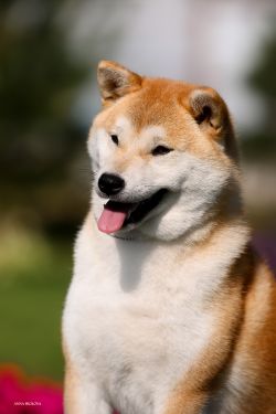 picture of dog