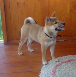 picture of dog