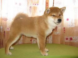 picture of dog