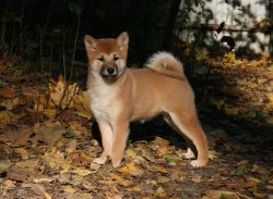 picture of dog