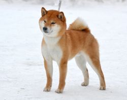 picture of dog