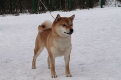 picture of dog