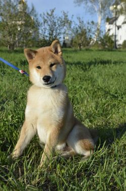 picture of dog