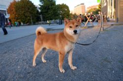 picture of dog