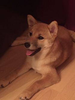 picture of dog