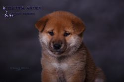 picture of dog