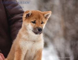 picture of dog