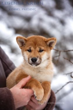 picture of dog