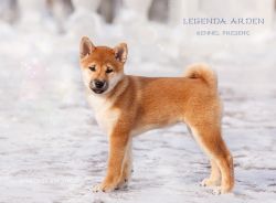 picture of dog