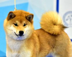picture of dog