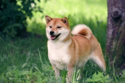 picture of dog