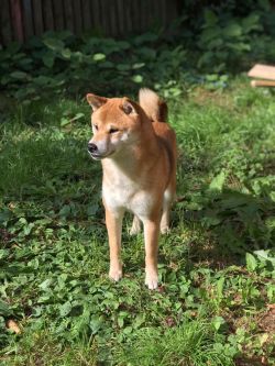 picture of dog