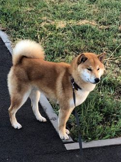 picture of dog