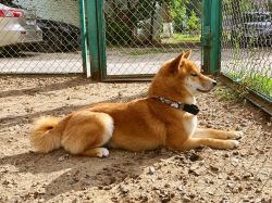 picture of dog
