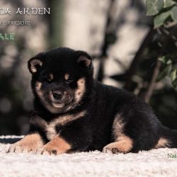 picture of dog