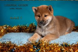 picture of dog