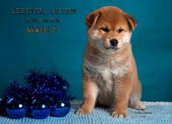picture of dog