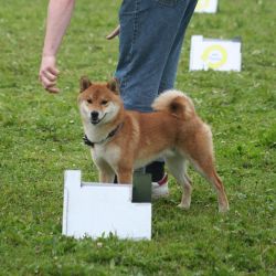 picture of dog