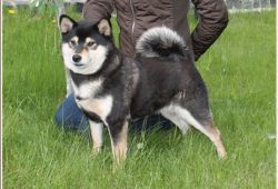picture of dog