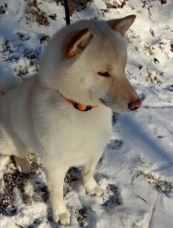 picture of dog