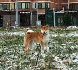 picture of dog