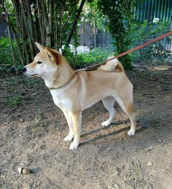 picture of dog