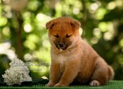 picture of dog
