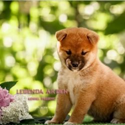 picture of dog
