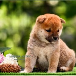 picture of dog