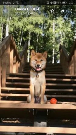 picture of dog