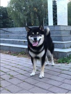 picture of dog