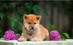 picture of dog
