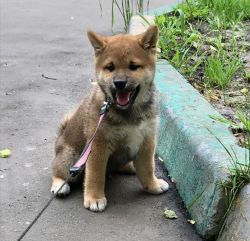 picture of dog