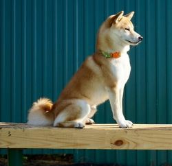 picture of dog