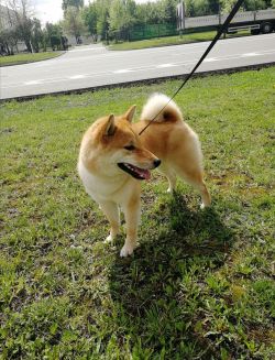 picture of dog