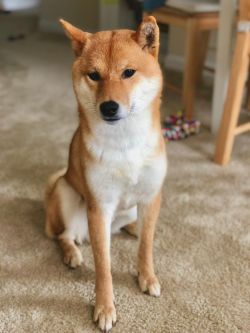 picture of dog